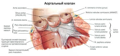 Srce
