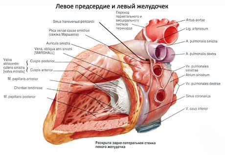 Srce