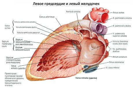 Srce