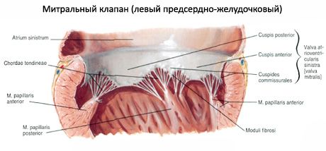 Srce