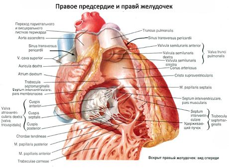 Srce