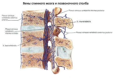 Hrbtenjača