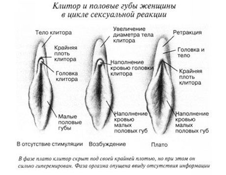 Klitoris Klitoris med spolnim odnosom
