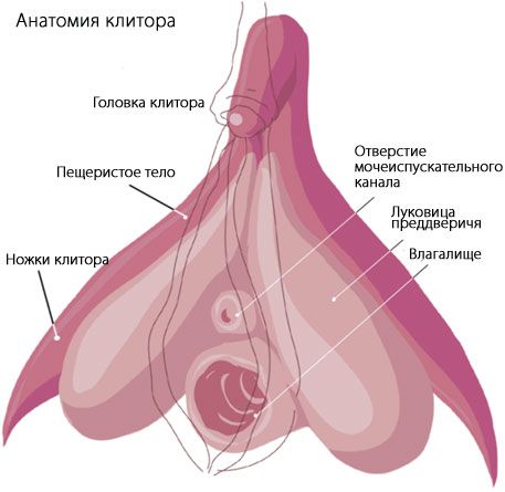 Klitoris Anatomija klitorisa