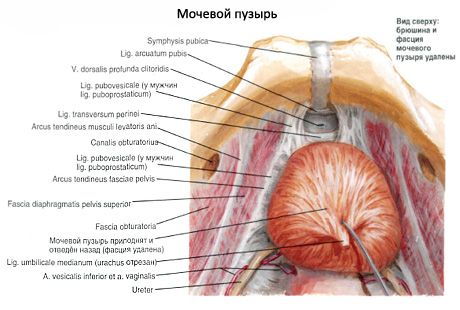 Sečni mehur (vesica urinaria)