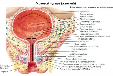 Sečni mehur (vesica urinaria)