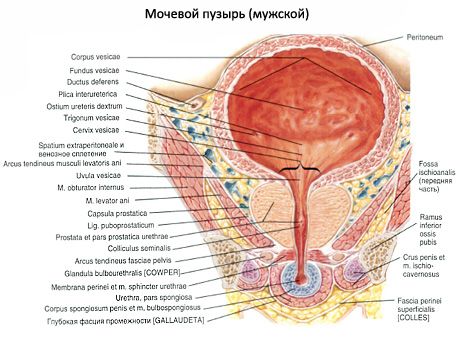 Sečni mehur (vesica urinaria)