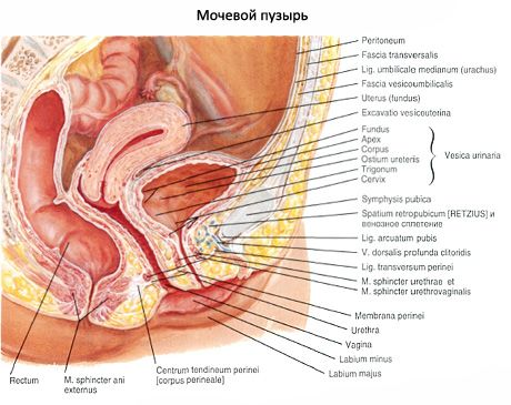 Sečni mehur (vesica urinaria)