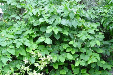 Kava se pridobiva iz korenine grma (Piper methysticum)