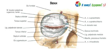 Veke